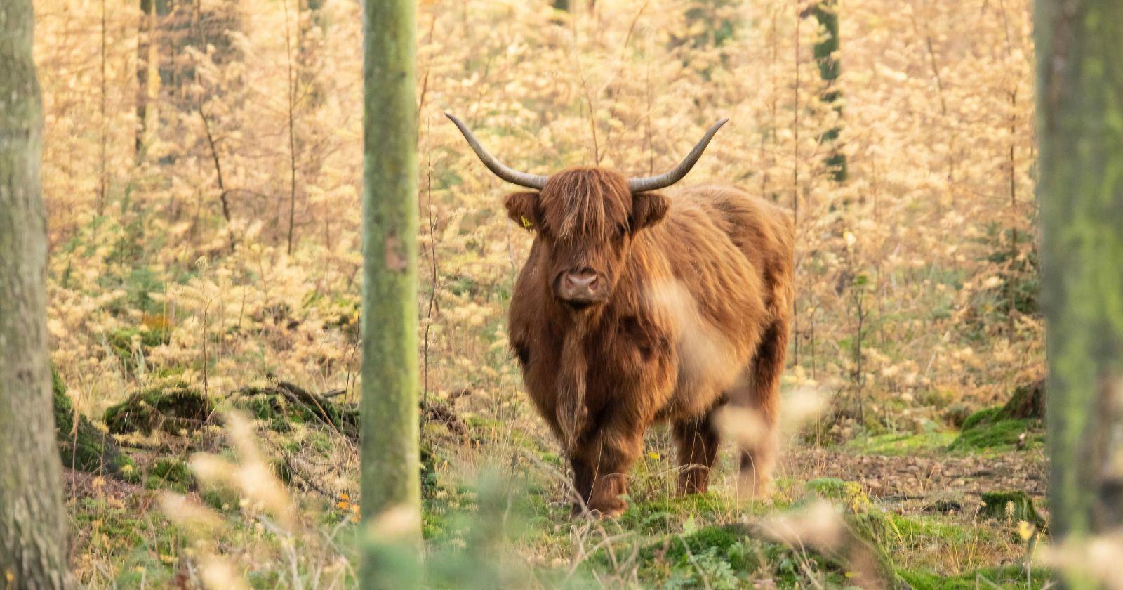 The Undisputed Champion Of The Zodiac: Unveiling the Fascinating Story of Taurus
